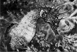 Jean Painlevé, les pieds dans l'eau