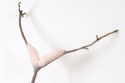 Le Rêveur de la Forêt