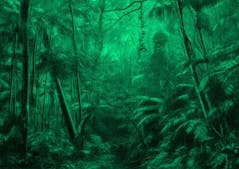 Nous les Arbres – Perspective