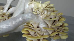 Preview La Fabrique du Vivant – exclusivité GAD